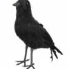 Kraai (23x10cm) -PartyWonders Store kraai 23x10cm